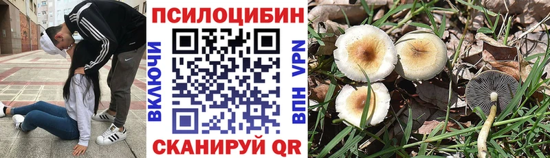 что такое   Партизанск  Псилоцибиновые грибы Psilocybe 